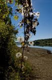 Atragene sibirica. Плодоносящие побеги растения. Северный Урал, Пермский край, правый берег р. Язьва в р-не дер. Ванькова. 20 августа 2016 г.