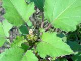Xanthium orientale. Верхушка расцветающего растения. Литва, г. Каунас, побережье реки Неман. 29.08.2016.