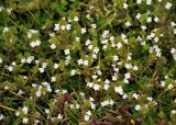 genus Euphrasia. Верхушки цветущих растений. Исландия, национальный парк Тингведлир, влажный берег ручья. 01.08.2016.