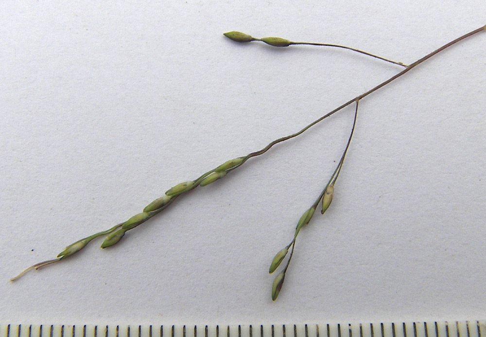 Image of Panicum dichotomiflorum specimen.