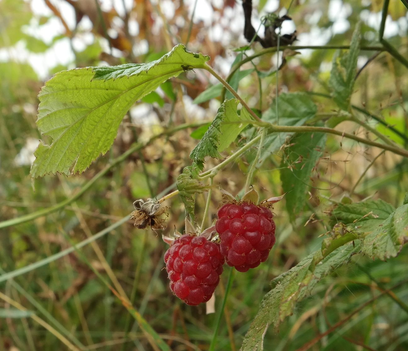 Изображение особи Rubus idaeus.