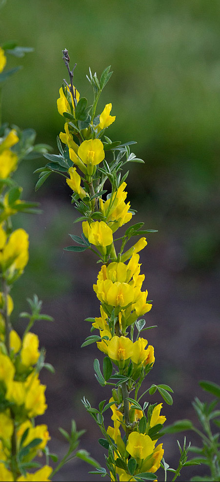 Изображение особи Chamaecytisus ruthenicus.