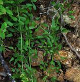 Rubia cordifolia