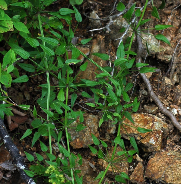 Изображение особи Rubia cordifolia.