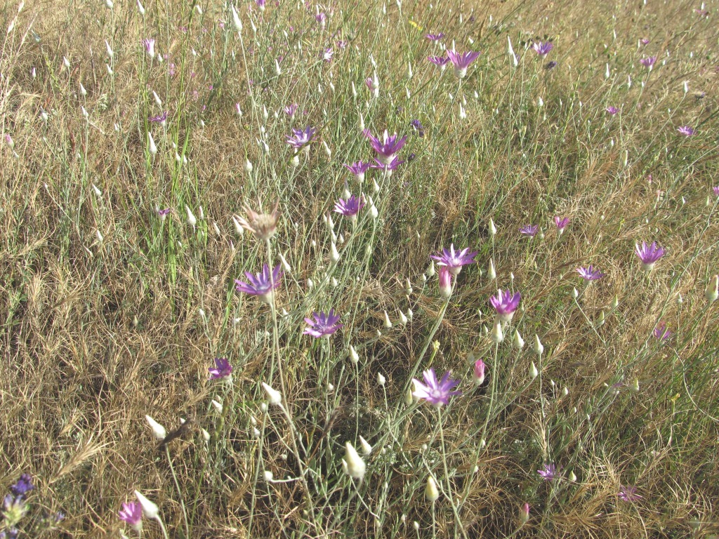 Image of Xeranthemum squarrosum specimen.