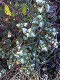 Lamium maculatum