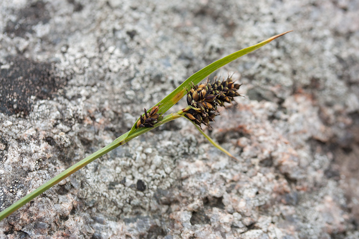 Изображение особи Carex norvegica.