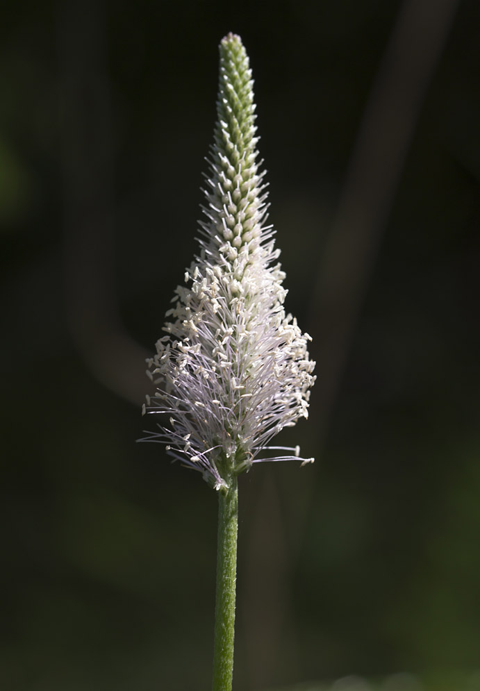 Image of Plantago media specimen.