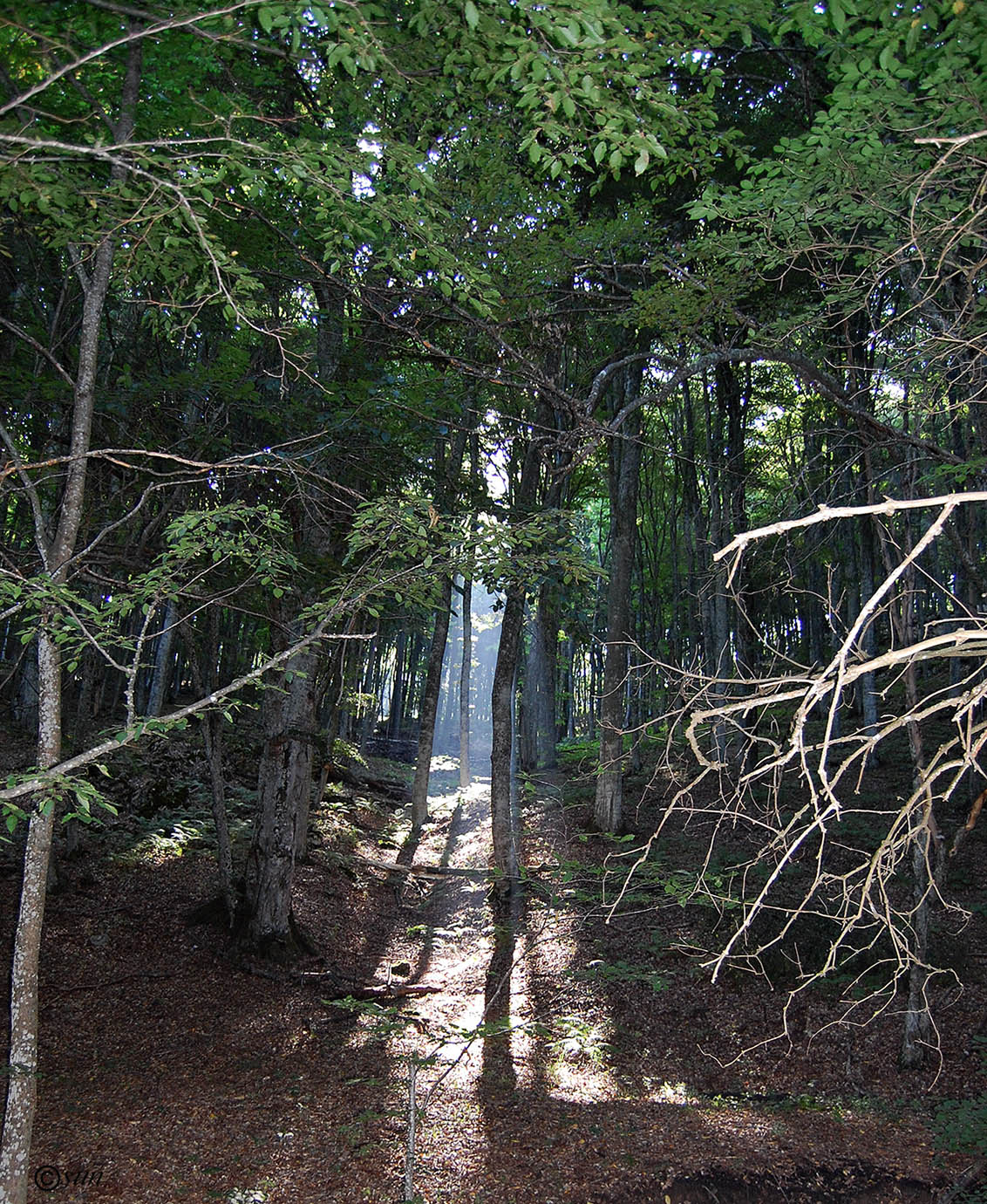 Image of Fagus &times; taurica specimen.