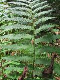 Dryopteris filix-mas