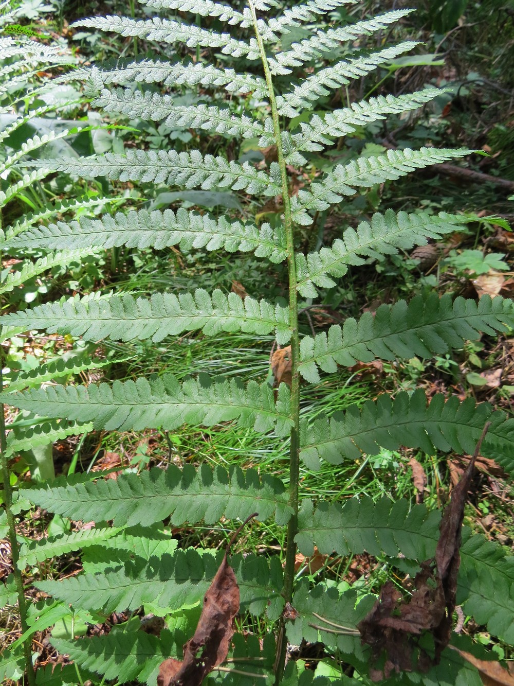 Image of Dryopteris filix-mas specimen.