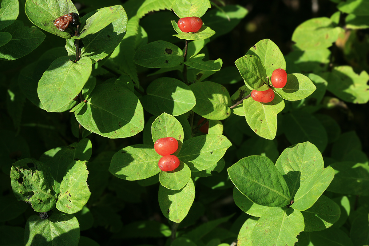 Image of Lonicera chamissoi specimen.