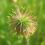 Geum aleppicum