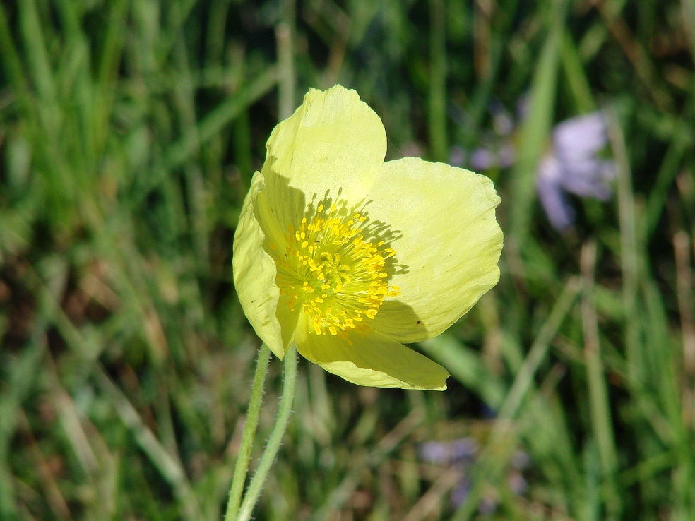Image of Papaver nudicaule specimen.
