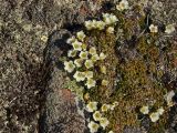 Diapensia obovata