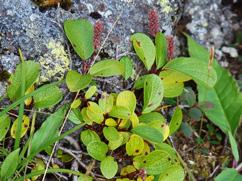 Image of Salix reticulata specimen.