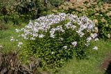 Phlox paniculata. Куртина цветущих растений. Ленинградская обл., Ломоносовский р-н, пос. Дубки, садовый участок, в культуре. 28.08.2016.