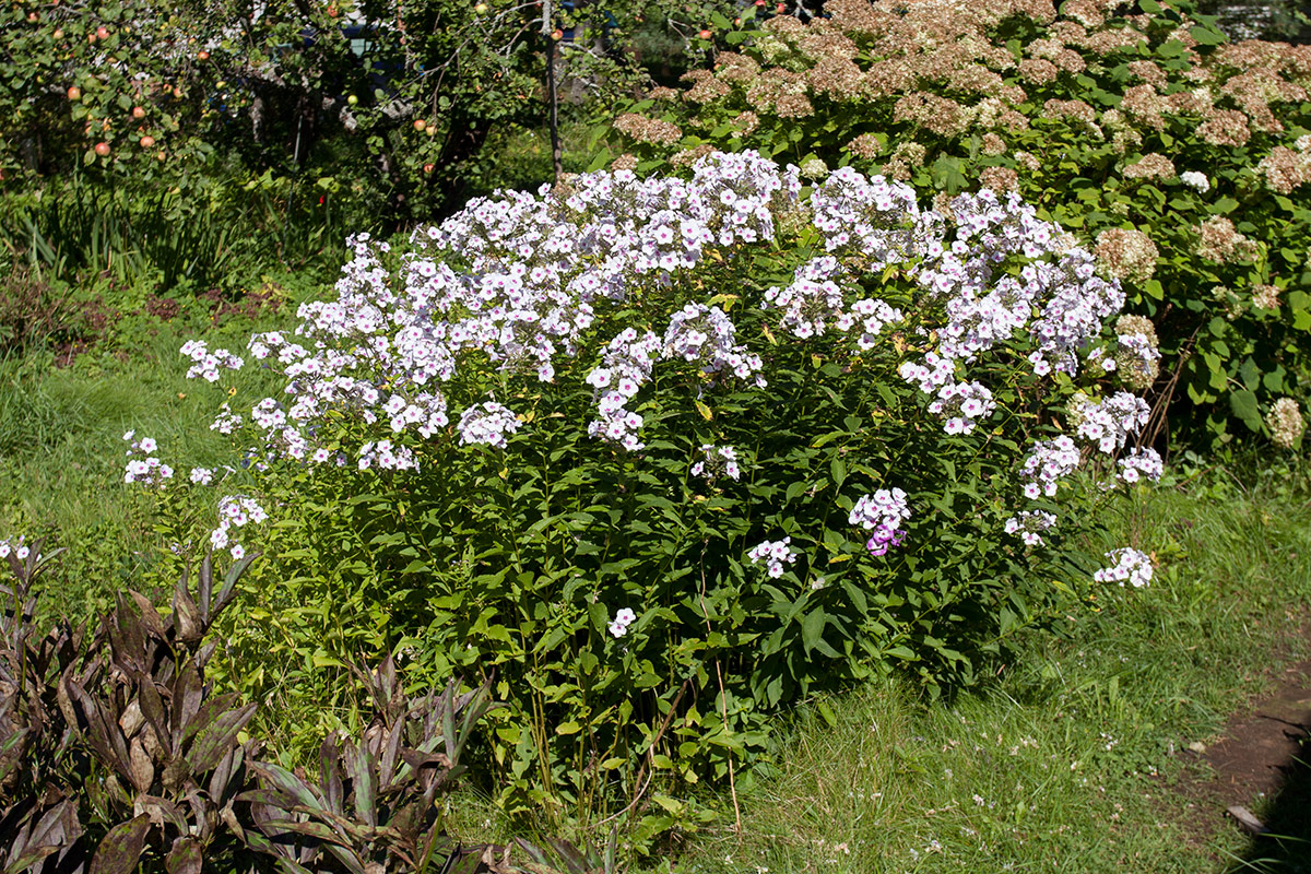 Image of Phlox paniculata specimen.