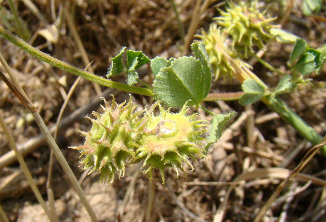 Image of Medicago rigidula specimen.