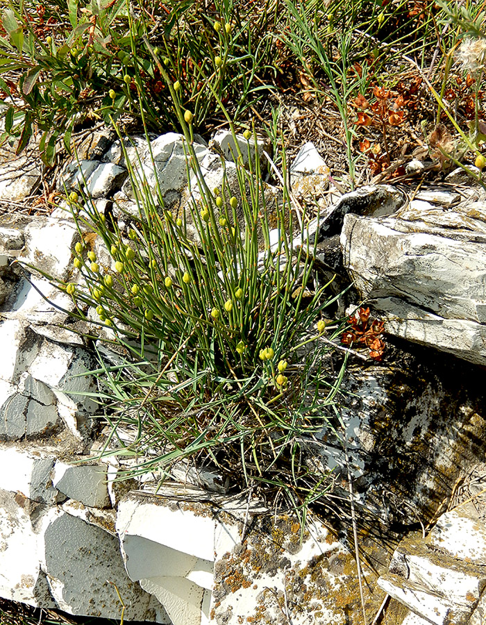 Image of Ephedra distachya specimen.