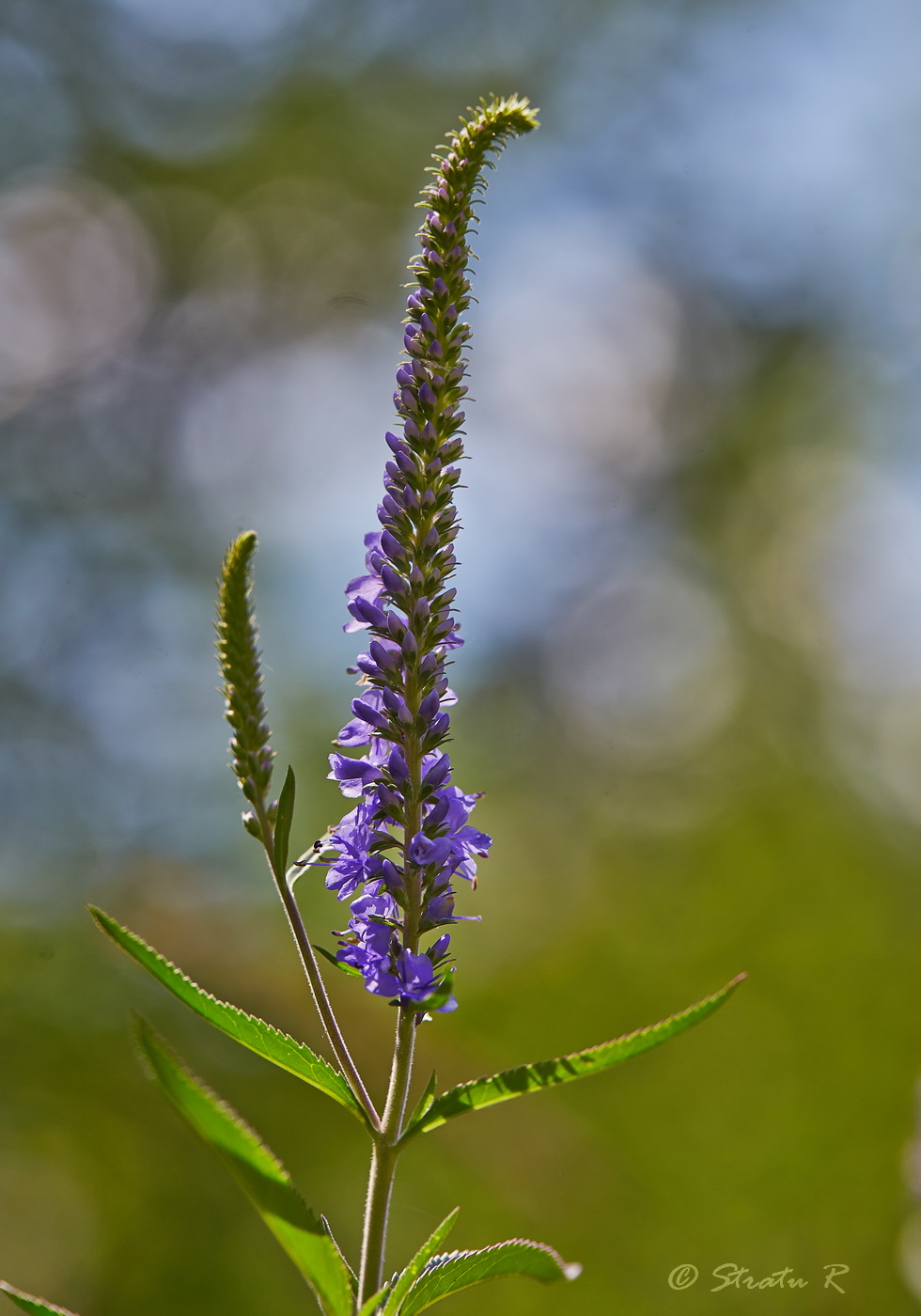 Изображение особи Veronica longifolia.