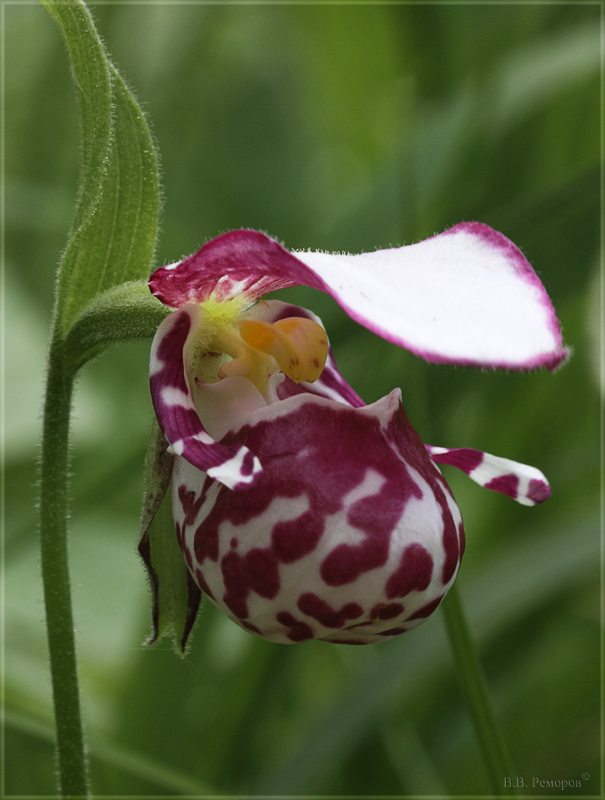 Image of Cypripedium guttatum specimen.