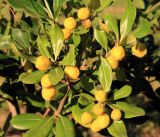 Pittosporum tobira