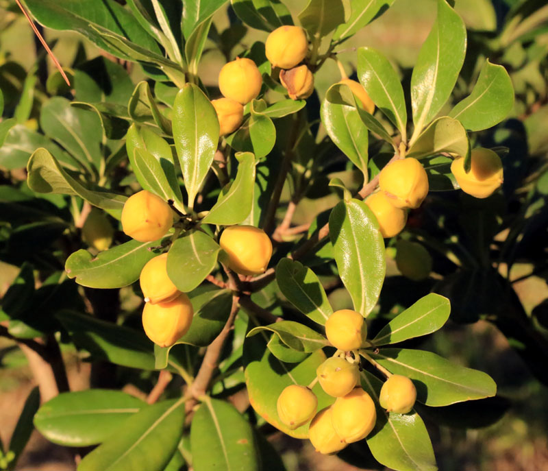 Image of Pittosporum tobira specimen.