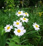 Pyrethrum corymbosum. Соцветия. Пензенская обл., Лунинский р-н, окр. с. Белый Ключ, холм Чердак, опушка нагорной дубравы. 19 июня 2015 г.