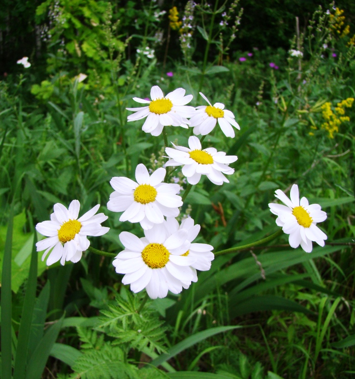 Изображение особи Pyrethrum corymbosum.