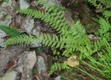 Woodsia caucasica. Вайи. Адыгея, окр. пос. Каменномостский, Хаджохская теснина, каменистый склон. 12.08.2008.