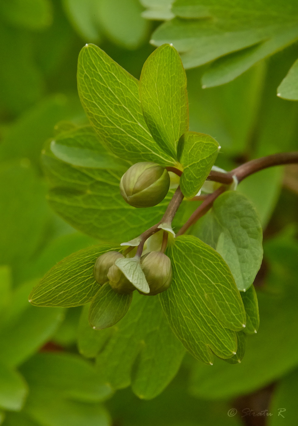 Image of Isopyrum thalictroides specimen.