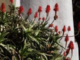 Aloe arborescens