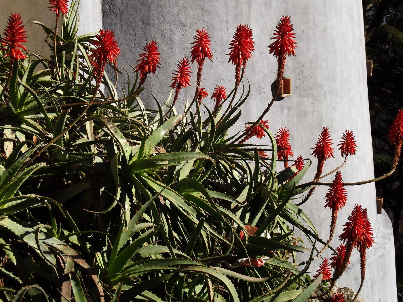 Изображение особи Aloe arborescens.