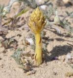 Orobanche minor