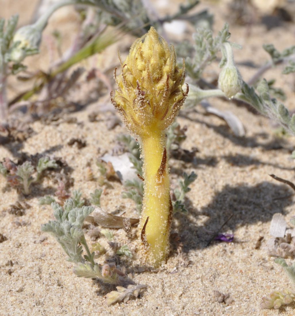 Изображение особи Orobanche minor.