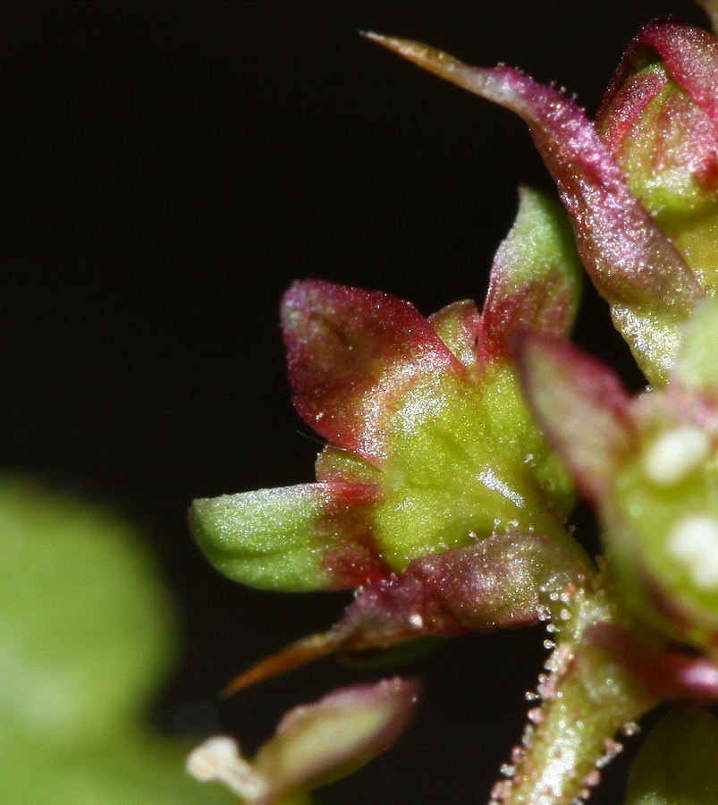 Image of Ribes maximoviczianum specimen.