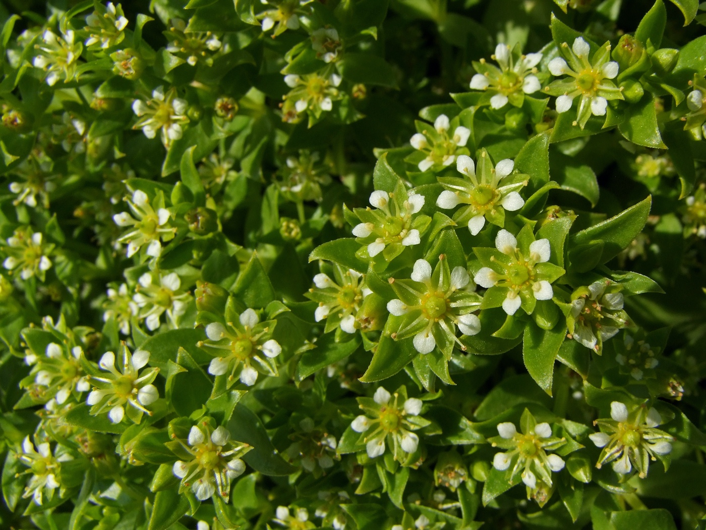 Image of Honckenya peploides ssp. major specimen.