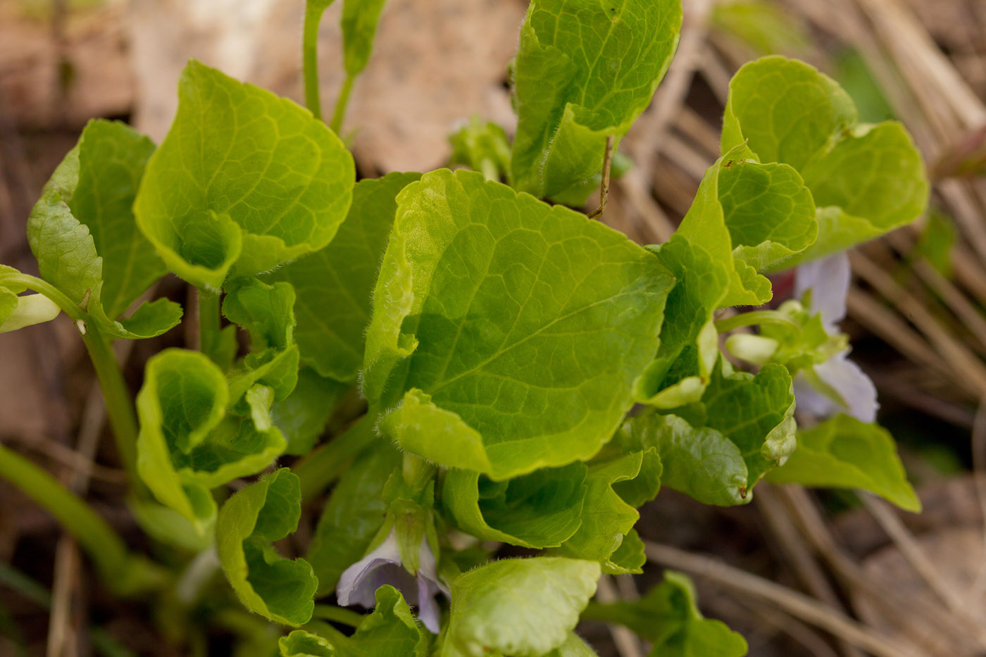 Изображение особи Viola mirabilis.