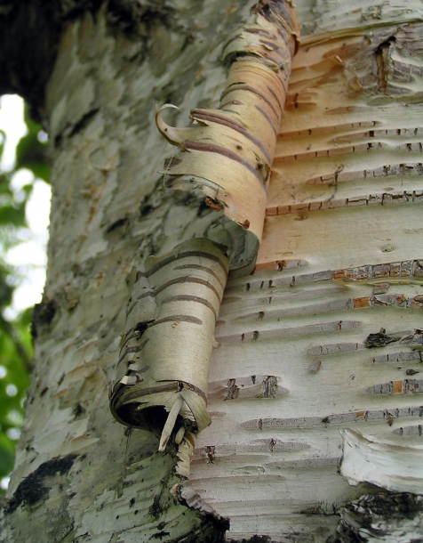 Изображение особи Betula platyphylla.