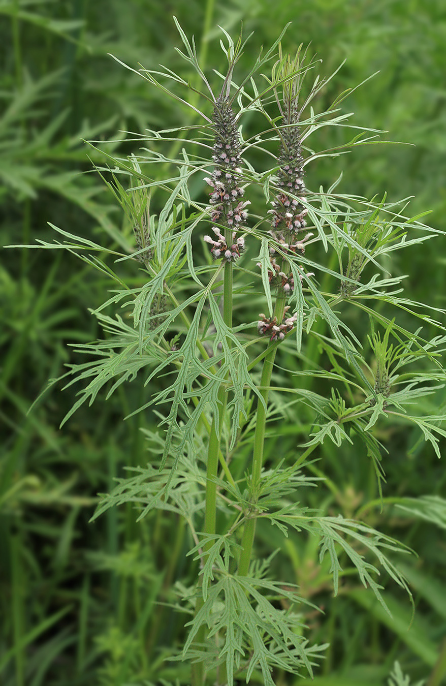 Изображение особи Leonurus deminutus.