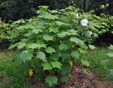 Hibiscus mutabilis. Цветущее растение. Малайзия, Куала-Лумпур, в культуре. 13.05.2017.