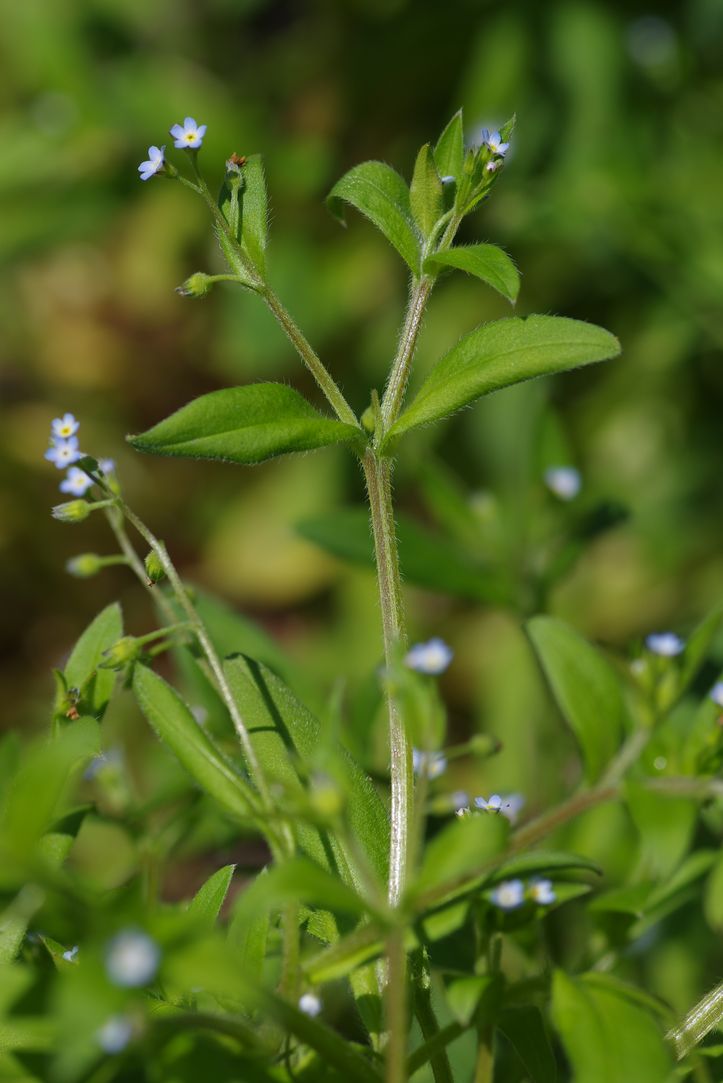 Image of Myosotis sparsiflora specimen.