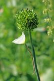 Allium atroviolaceum