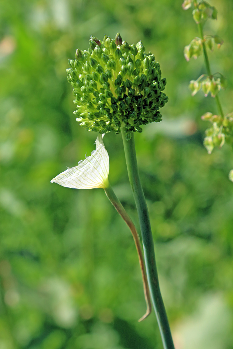 Image of Allium atroviolaceum specimen.