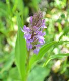 Dactylorhiza umbrosa