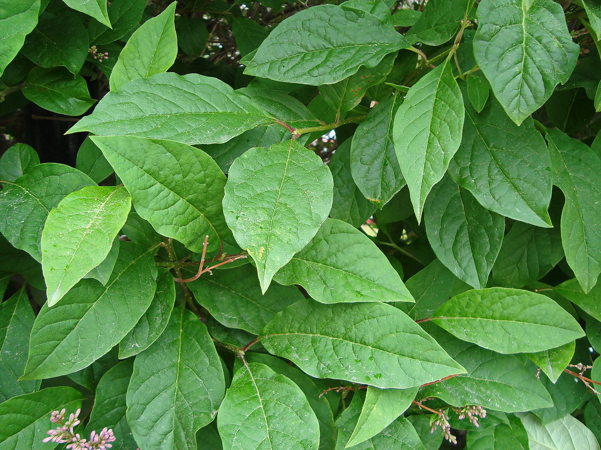 Изображение особи Syringa × henryi.