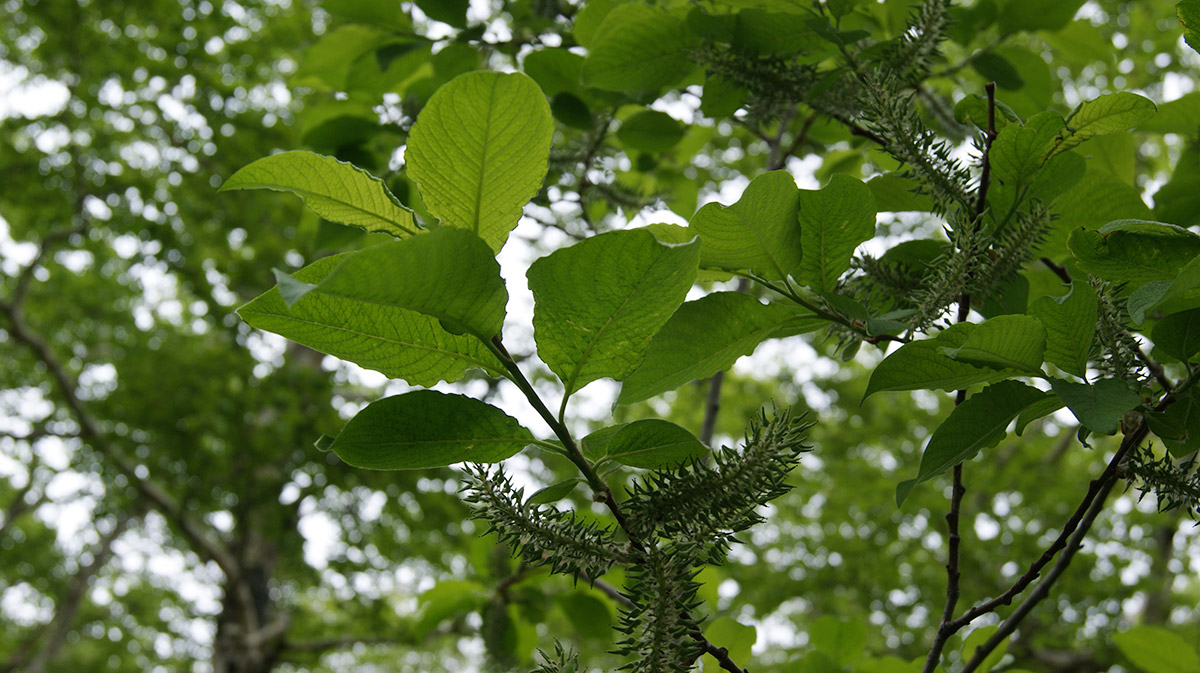 Image of Salix caprea specimen.