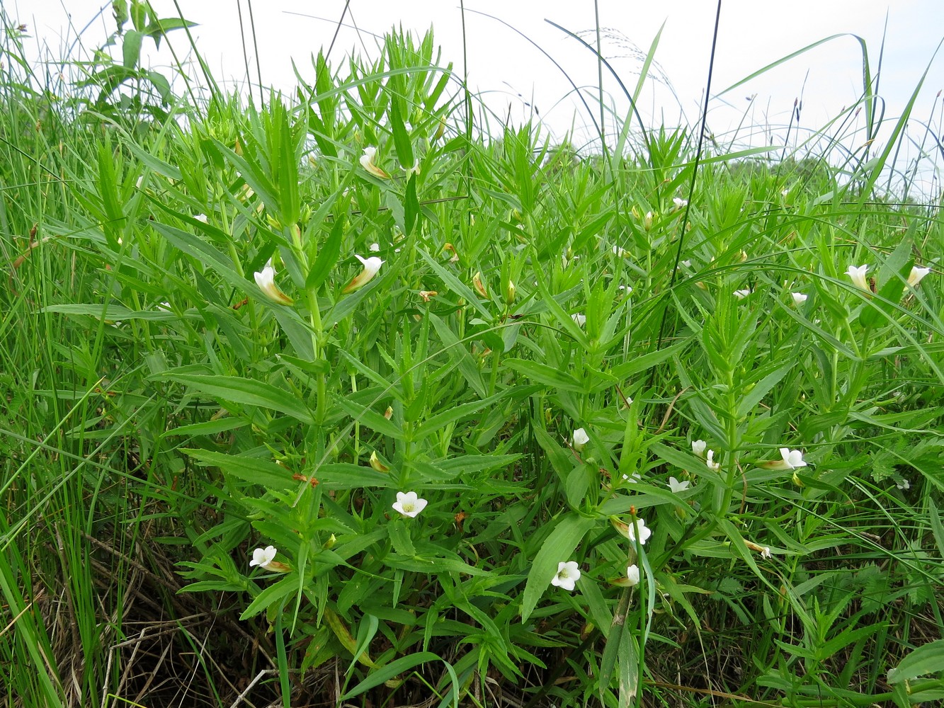 Изображение особи Gratiola officinalis.