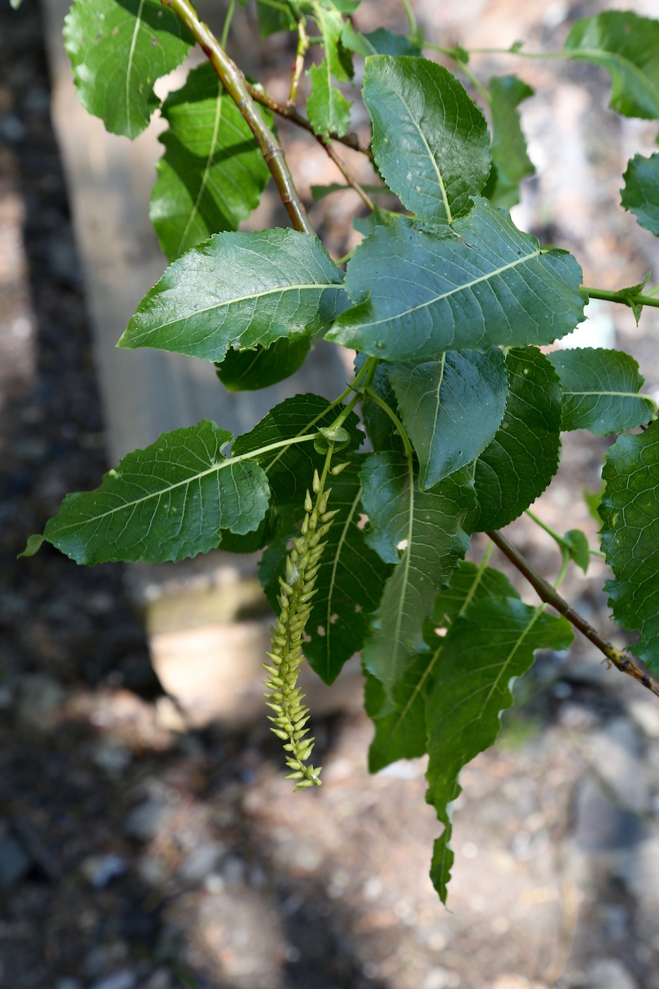 Изображение особи Salix cardiophylla.